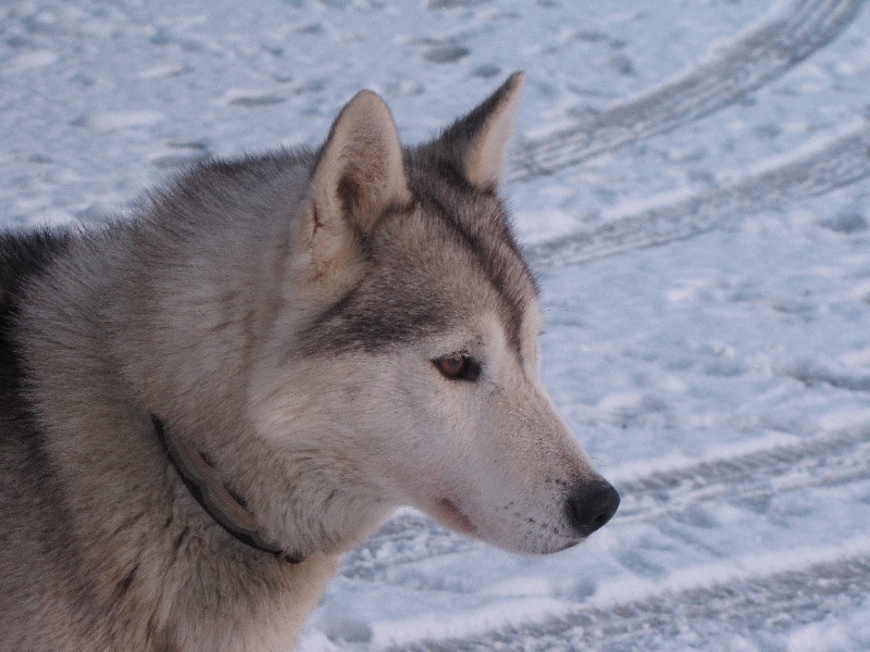 CH. Apache des rêves de l'hiver blanc