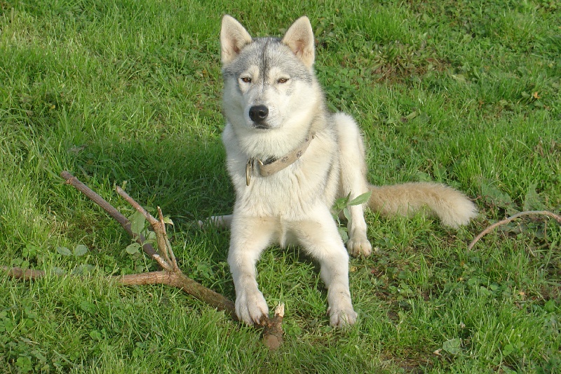 CH. Apache des rêves de l'hiver blanc